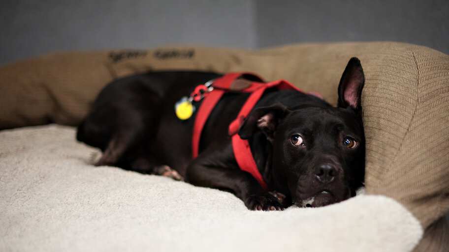 (未使用･未開封品)Beyond the Myth: A Film About Pit Bulls &amp; Breed [Blu-ray] [Import] Beyond the Myth: a Film about Pit Bulls and Breed