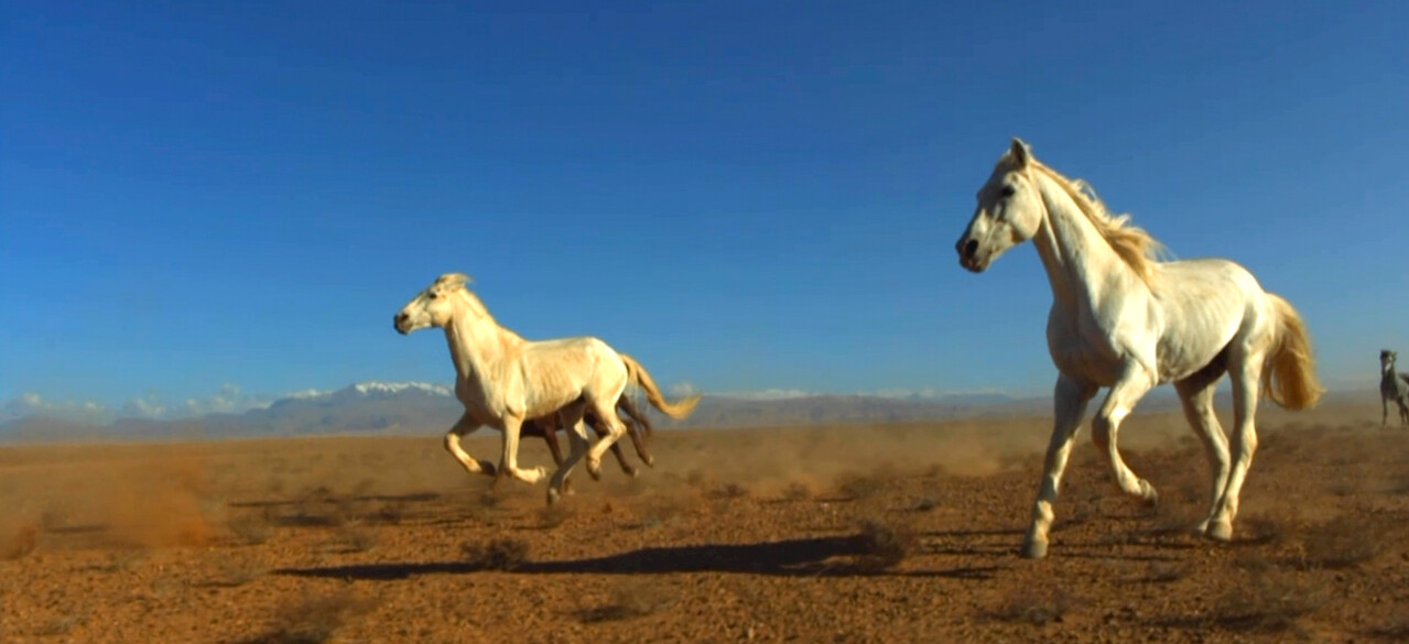 Watch Nature: Legendary White Stallions | Netflix